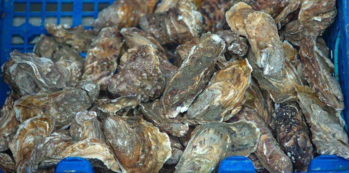 Fresh oysters in blue bucket, close up