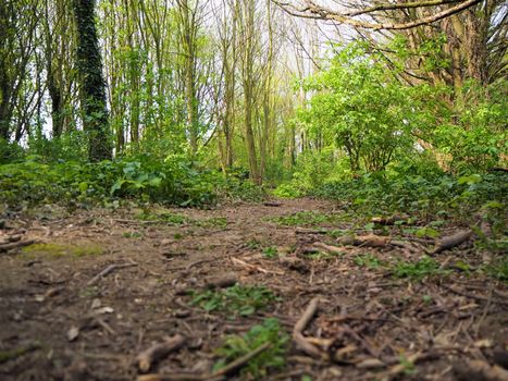 A path through English oak woodland in the spring. New green shoots and buds.