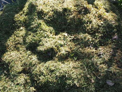 A pile of grass clippings straight from the lawnmower after cutting the lawn. Ready for the compost heap