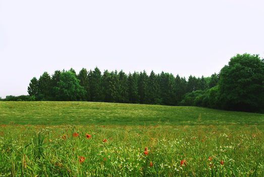 Wunderful red poppy field on green field