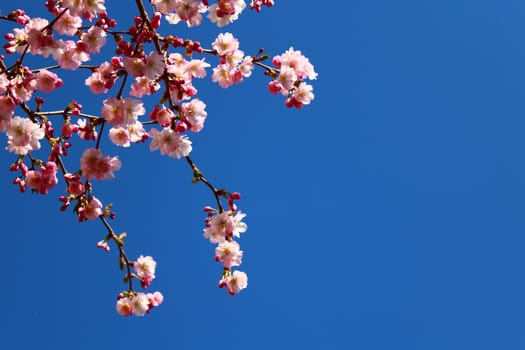 The picture shows pink blossoms in the spring in front of the blue sky