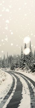 Snow falling against empty road passing through pine forest
