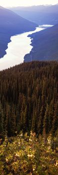 Coniferous tree covered over lush green mountain with river passing by