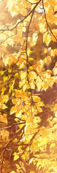 Branch of maple leaves in autumn on a sunny day