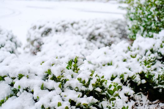 Snow Covered Holly Bushes in Winter Landscaping