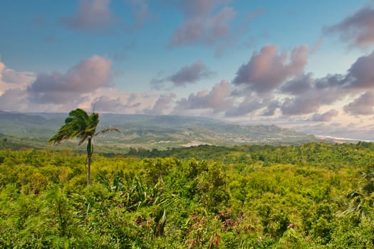 A tall palm tree blowing in the wind over a tropical jungle