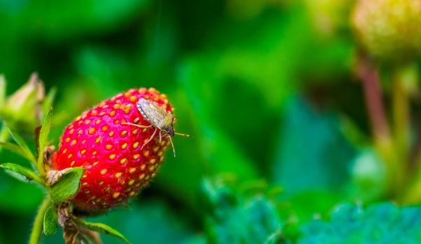 mottled shield bug sitting on a strawberry, common insect specie from Europe
