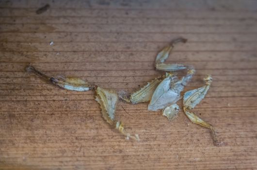 moult of a spiny leaf insect, Bug shedding, tropical walking stick specie from Australia