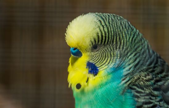 green and yellow budgie parakeet with its face in closeup, tropical bird specie from Australia
