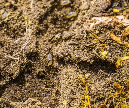 macro closeup of the tunnel of a black garden ant colony, ants with larvas, invasive insect specie from Europe