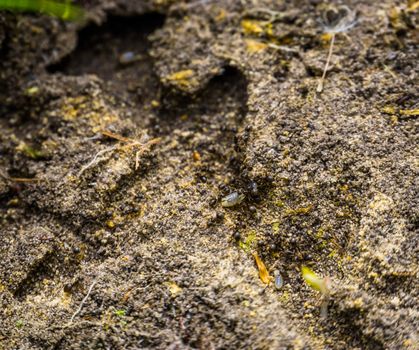 macro closeup of black garden ants carrying a larva, Ant colony, invasive insect specie from Europe