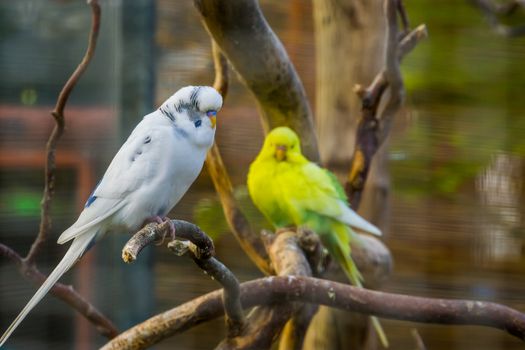 Albino budgie parakeet in closeup, tropical bird specie from Australia