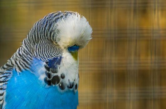 blue and white budgerigar parakeet with its face in closeup, tropical parrot specie from Australia