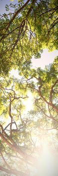 Bright sunlight passing through the trees in the park