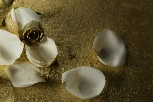 Close-up of white rose petals on gold dust background