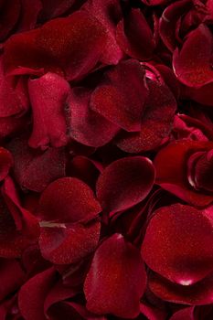 Close-up of full frame of red rose petals