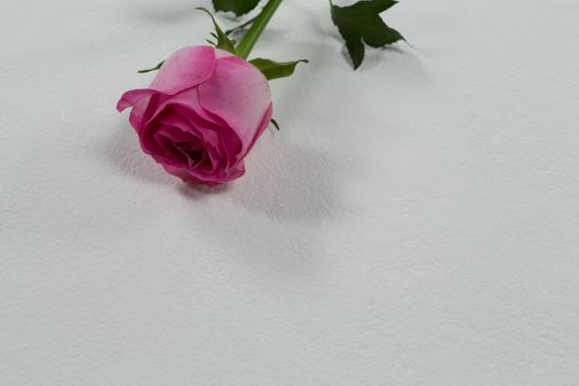 Close-up of rose flower on white background