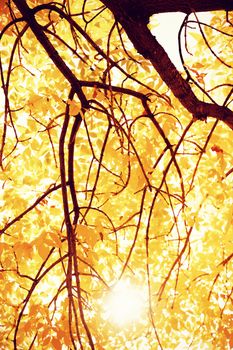 Autumnal nature scene with copy space