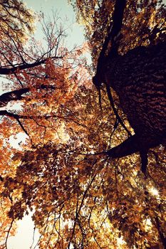 Autumnal nature scene with copy space