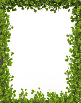 green leaf frame isolated on white background