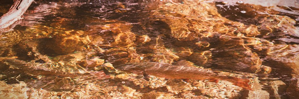 Close-up of fish in stream water