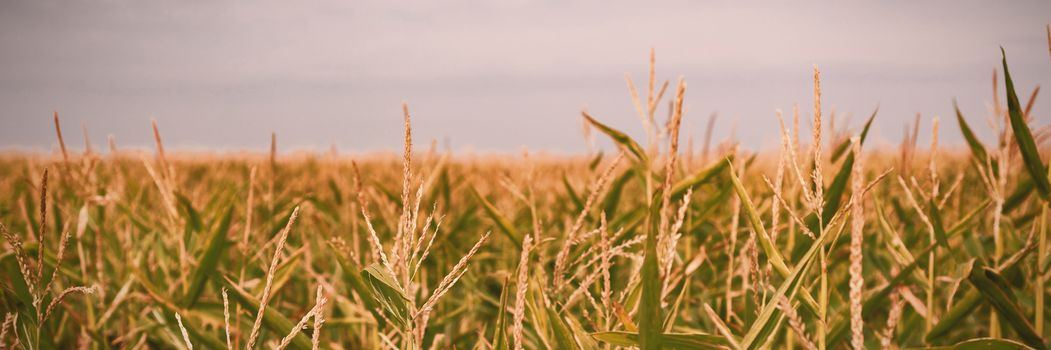 Beautiful field crops on a sunny day