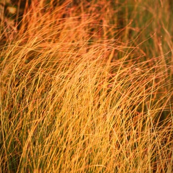 Close-up of green grass on a sunny day