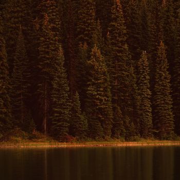 Beautiful trees and lake at countryside