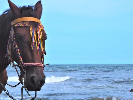 horse in traditional dress next to the sea