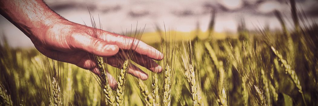 Close-up of man hand touching crops in field on a sunny day