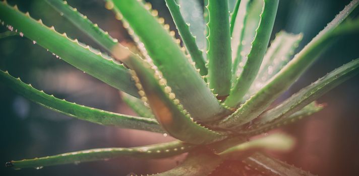 Aloe vera at greenhouse, Close-up