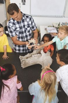  Front view of a teacher explaining and showing animal skeleton to his pupils in classroom