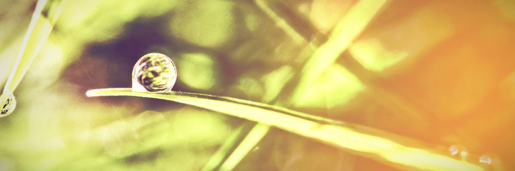 Dew drop on blade of grass close up