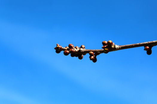 The picture shows cherry tree buds in front of the blue sky