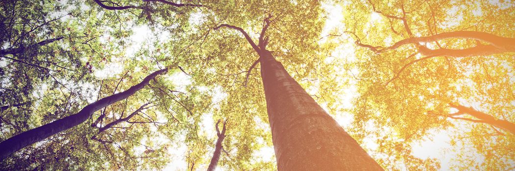 Low angle view of tall trees against the sky