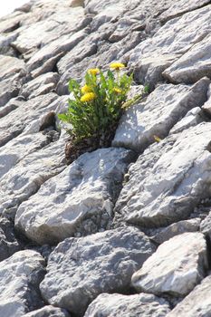 Green plants growing in the crevices of stone walls.