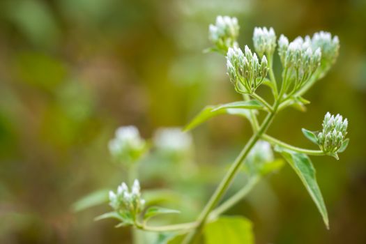 White flower of Siam weed or Bitter bush in tropical forest. Closeup and copy space. Concept of Herb.