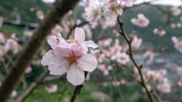 The close up of beautiful pink sakura flower branch (cherry blossom).