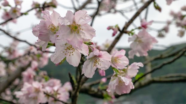 The close up of beautiful pink sakura flower branch (cherry blossom).