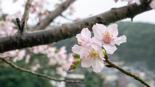 The close up of beautiful pink sakura flower branch (cherry blossom).