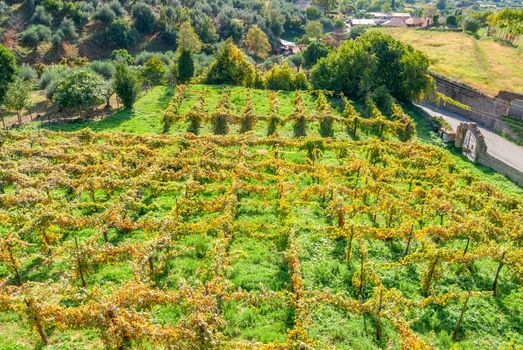 Italian vineyard in countryside of Tivoli, Lazio region, Italy