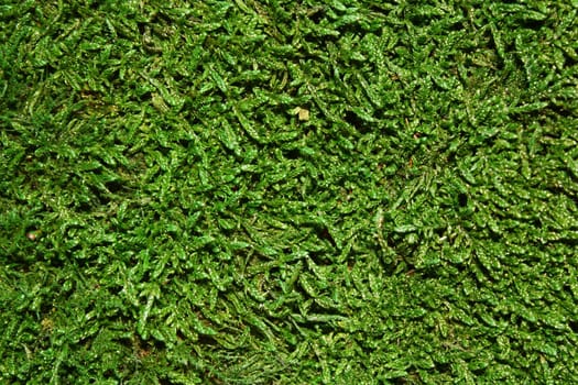 The picture shows a green moss background