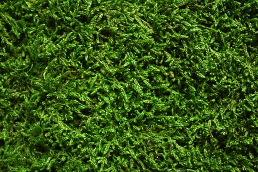 The picture shows a green moss background