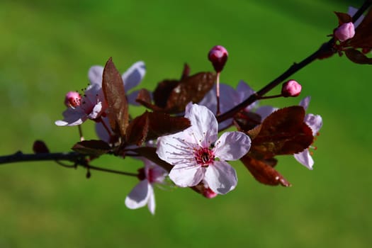 The picture shows pink blossoms in the spring