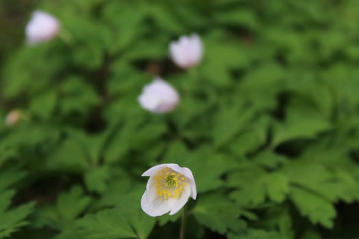 The picture shows a field of anemones