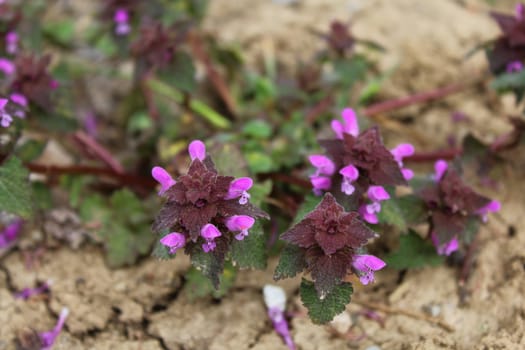 The picture shows a field of purple deadnettles