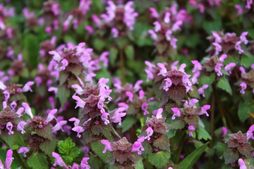 The picture shows a field of purple deadnettles