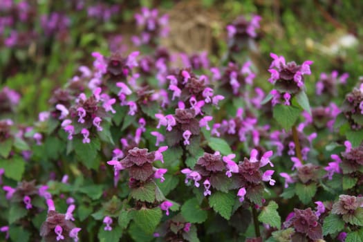 The pictureshows a field of purple deadnettles