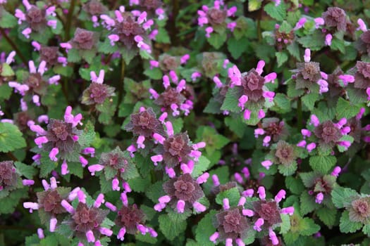 The pictureshows a field of purple deadnettles