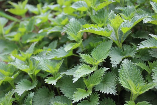 The picture shows many stinging nettles